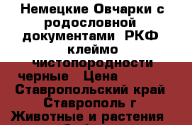  Немецкие Овчарки с родословной, документами, РКФ, клеймо чистопородности)черные › Цена ­ 7 990 - Ставропольский край, Ставрополь г. Животные и растения » Собаки   